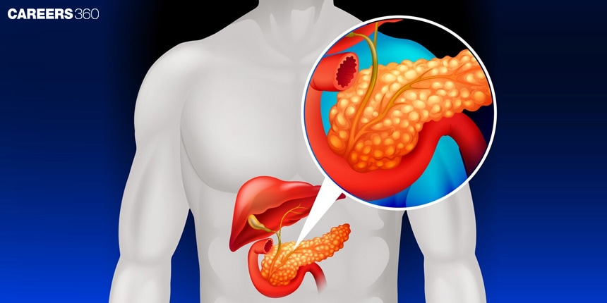 Pancreas: Definition, Function, Diagram, Examples