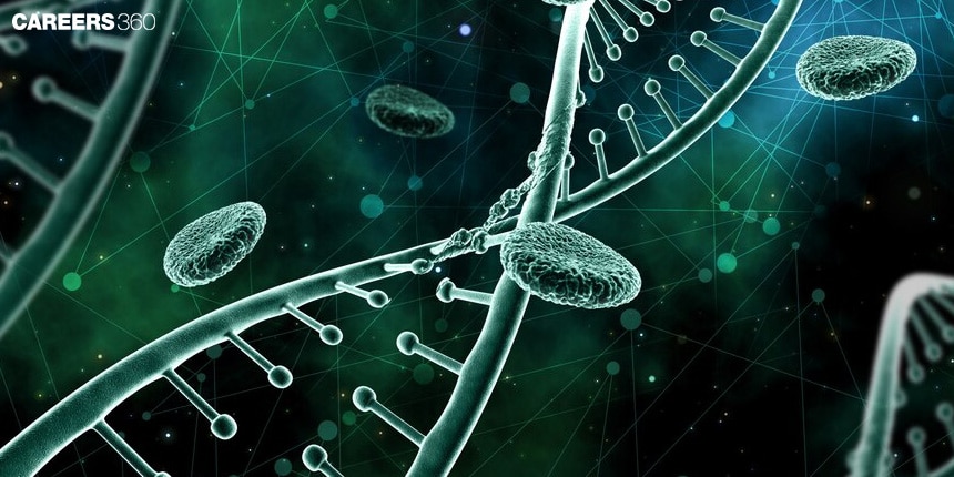 Protein Synthesis: Definition, Steps and Examples