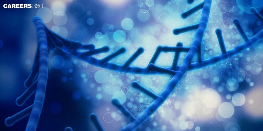 RNA Polymerase: Check Structure, Types and Function