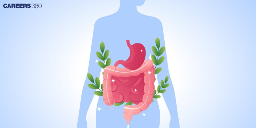 Role of Digestive Enzymes in Human Body: Functions