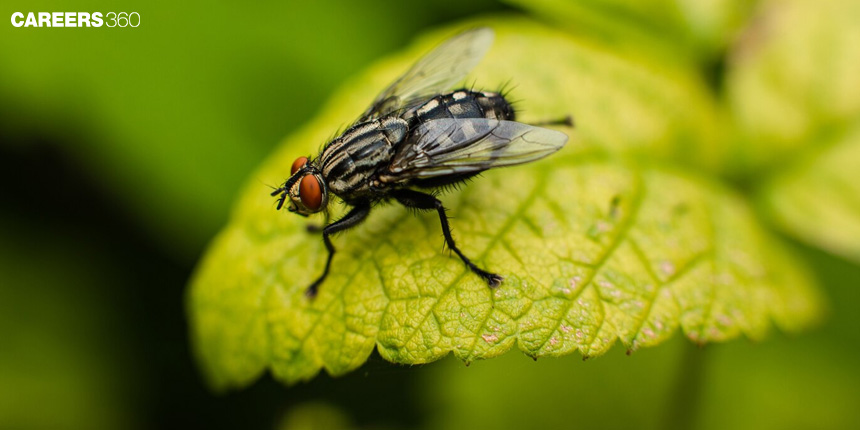 Sex Determination in Drosophila: Definition, Meaning, examples, Chromosomes, Genes, Hormones