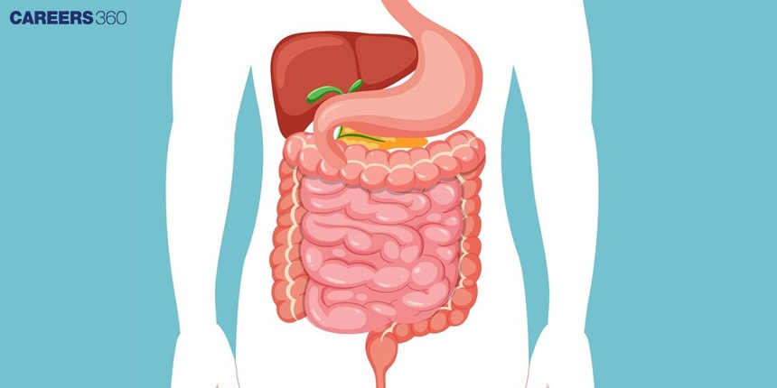 Small Intestine Diagram with Detailed Explanations