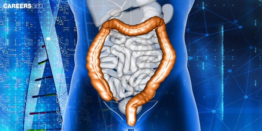 Small Intestine: Definition, Functions and Examples