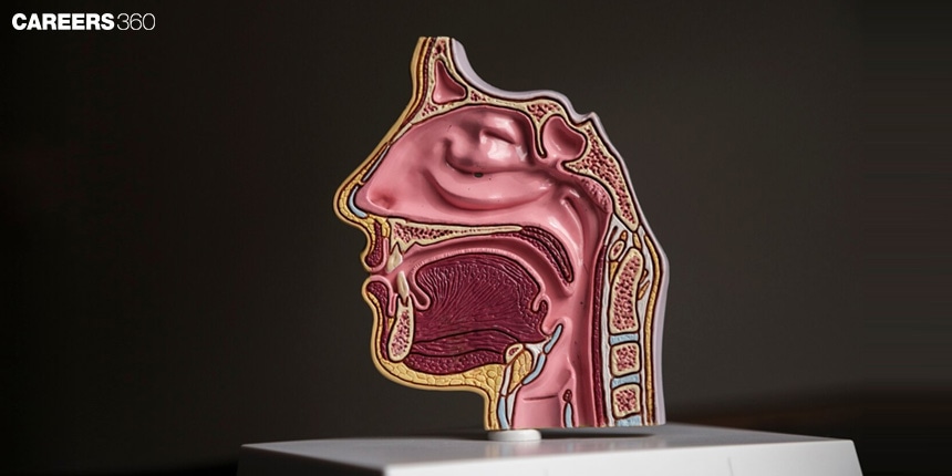 Pharynx: Definition, Location, Function, Structure, Facts, Topics