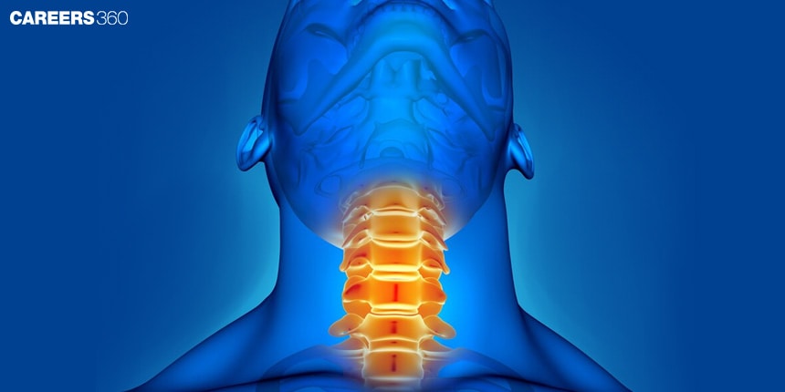 Difference Between Pharynx And Larynx: Overview, Definition & Divisions