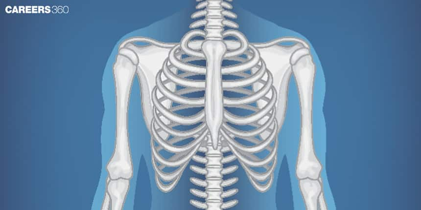 Thorax: Definition, Function, Diagram and Examples