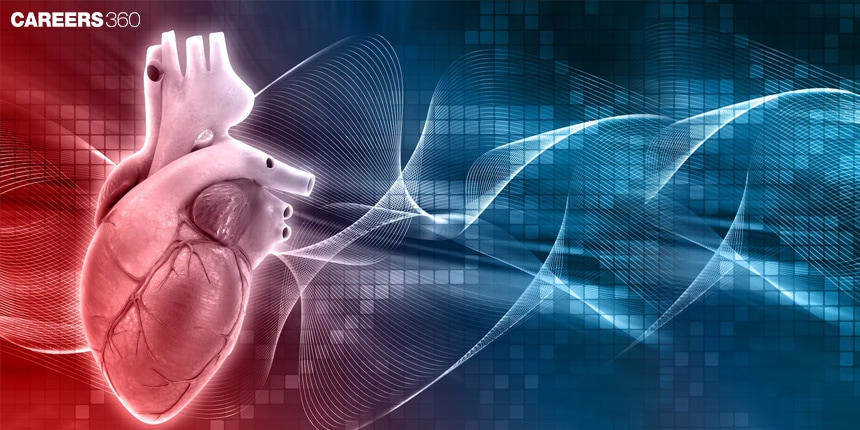 Cardiac Cycle: Definition, Diagram, Steps and Facts