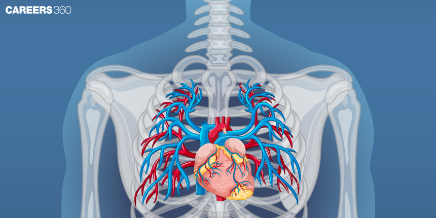 Circulatory System: Definition, Function, Diagram