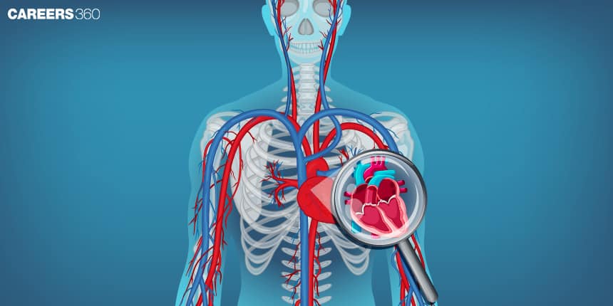 Heart Pump Of The Circulatory System