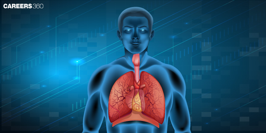 Gases: Exchange And Regulation, Exchange of Gases in Human