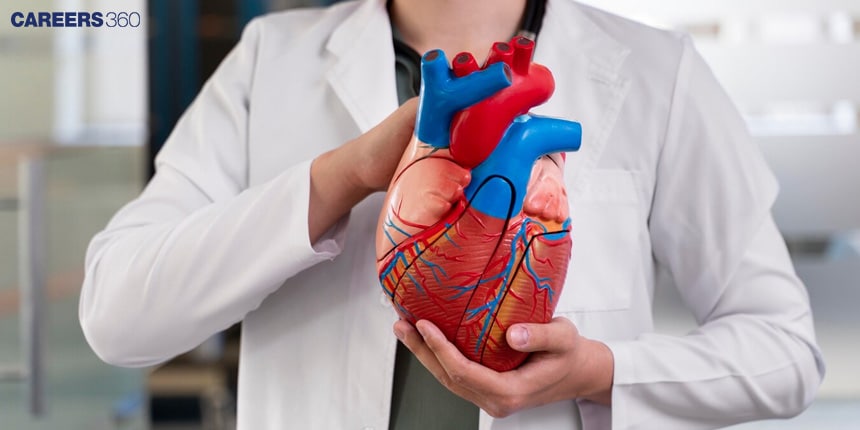 Human Heart: Anatomy, Functions and Facts about Heart