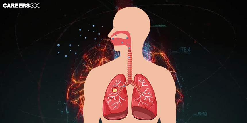 Mechanism of Breathing: Definition, Diagram, Functions