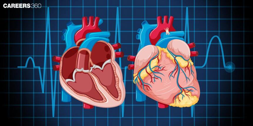 What Causes The Heart Sounds?