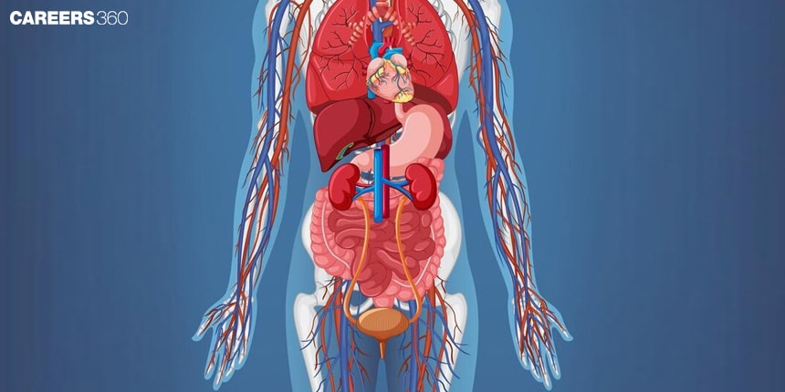 Alimentary Canal - Anatomy, Structure, Functions, Types