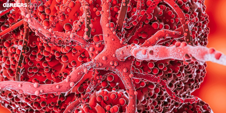 Blood Coagulation: Overview, Definition, Factors, Facts, Signs and Treatment