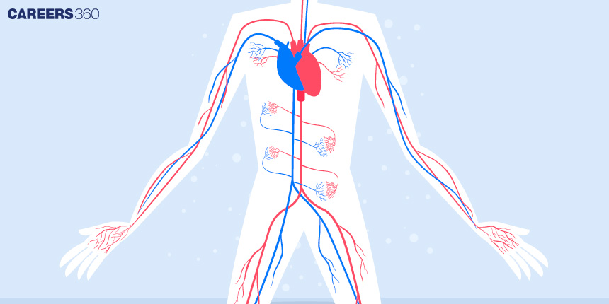 Difference Between Arteries and Veins