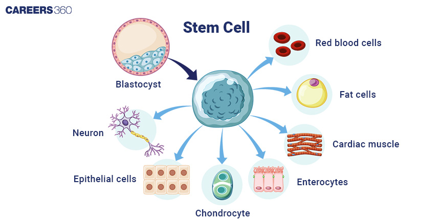 Discovery of Cells