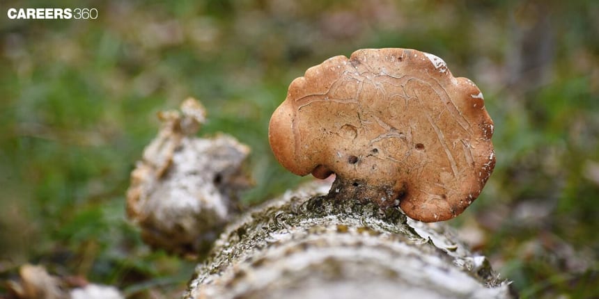 Basidiomycetes - Definition, Meaning, Classification, Importance, Topics