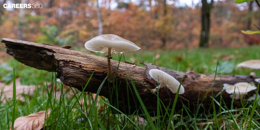 Deuteromycetes - Fungus, Reproduction, Characteristics, Imperfect