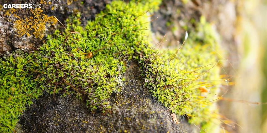 Differences between Lichens and Mycorrhizae: Definition, Differences, and Functions