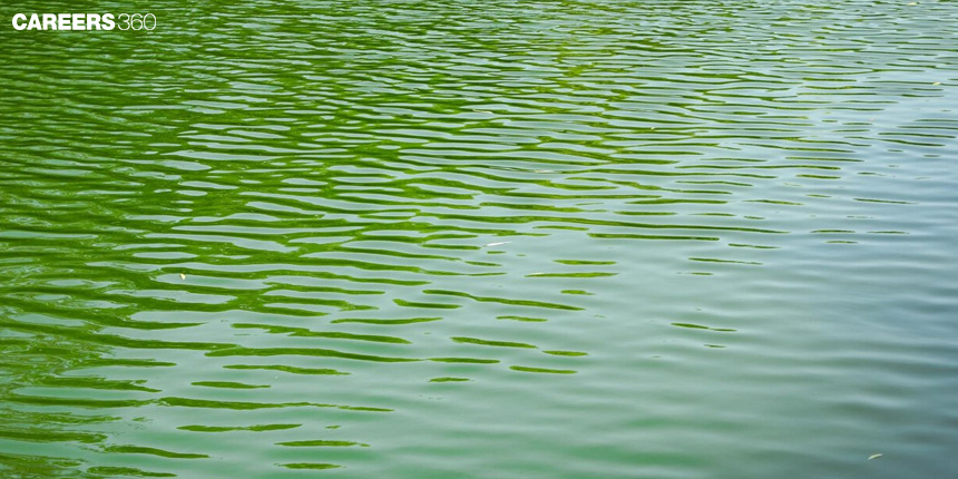 Eutrophication: Definition, Causes, Classification, Types, Effects, Topics