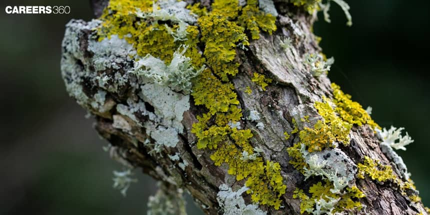 Lichen: Definition, Types, Characteristics, History & Ecology