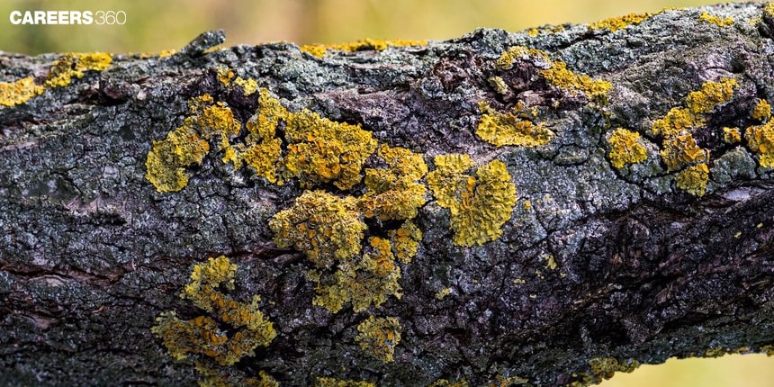 Economic Importance Of Lichens: Structure, Reproduction