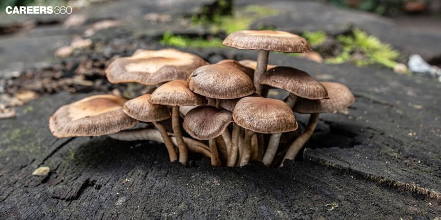 Fungi Life Cycle: Introduction, Life Cycle, FAQs