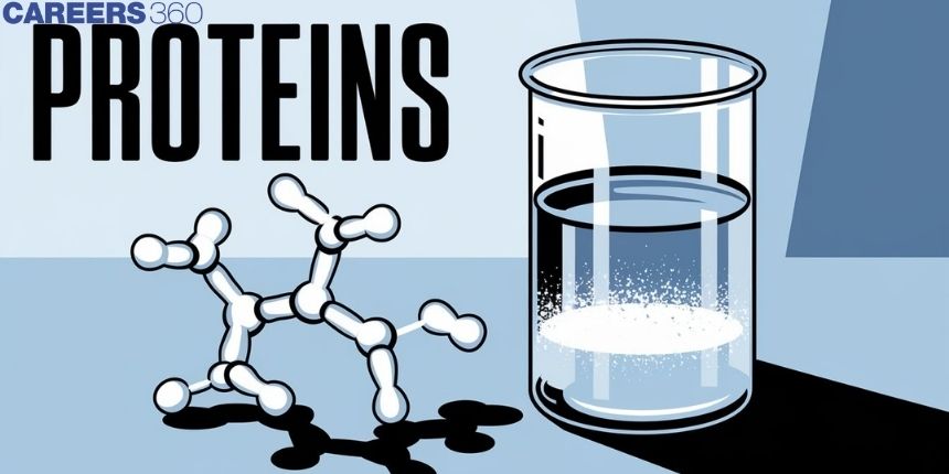 Protein in Chemistry: Definition, Classifications, Functions and Examples