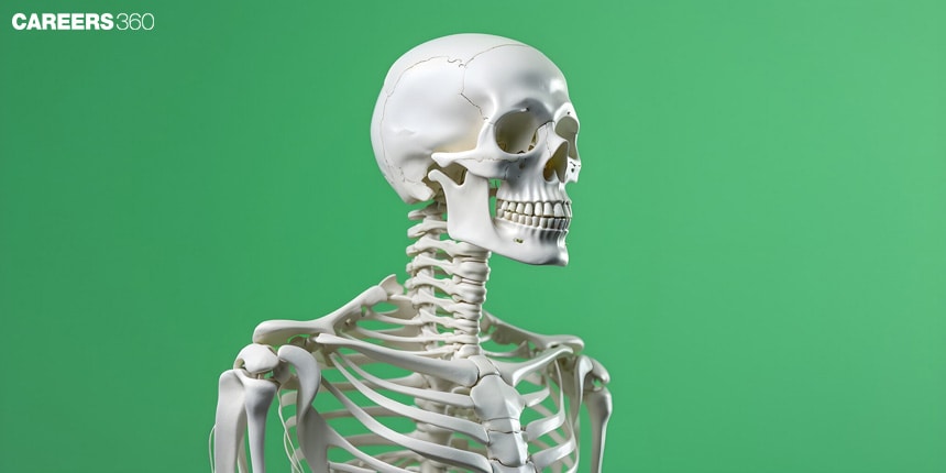 Appendicular Skeleton System: Definition, Function, Anatomy