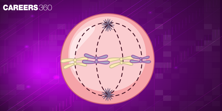 Meiosis ll : Reduction Cell Division: Stages & Diagram