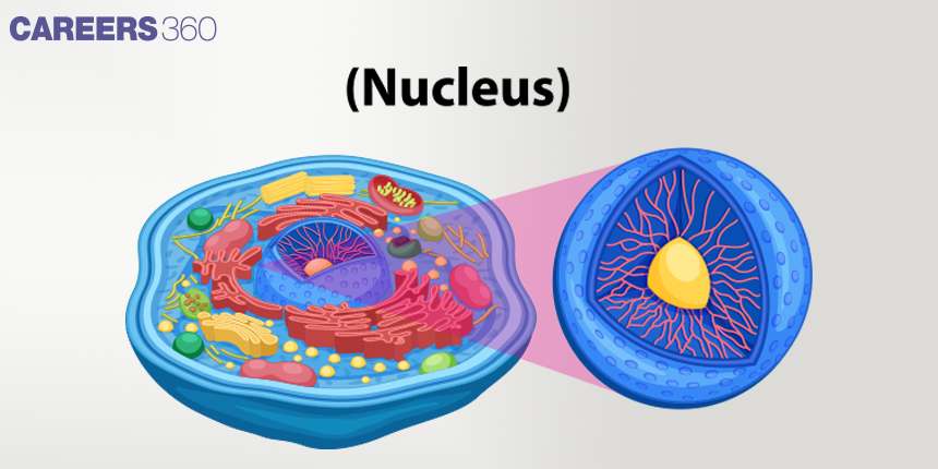 Nucleus: Definition, Types, Examples, Diagram, Questions