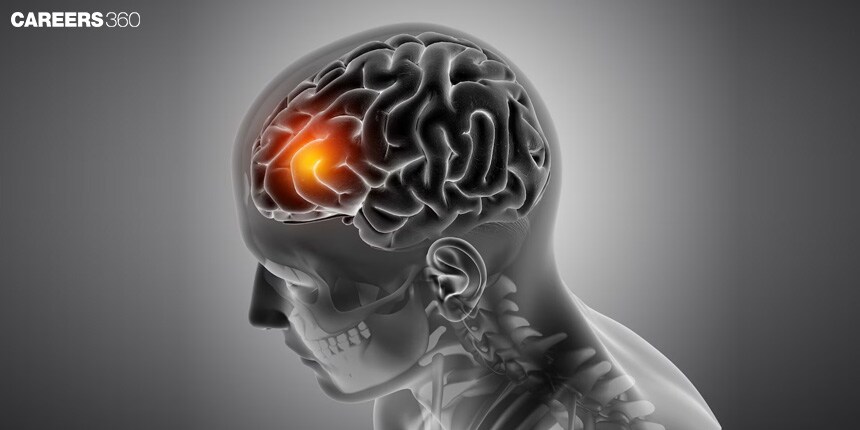 Central Nervous System: Description, Development, Structure, Function, Diagram