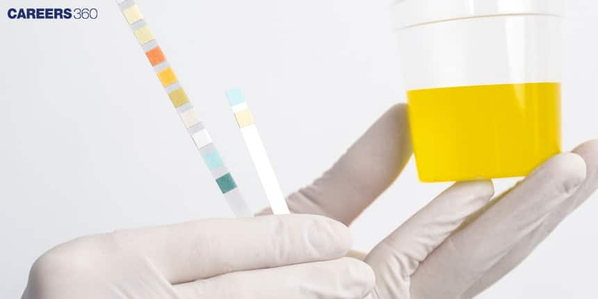 Characteristics of Urine: Definition, Composition, Facts