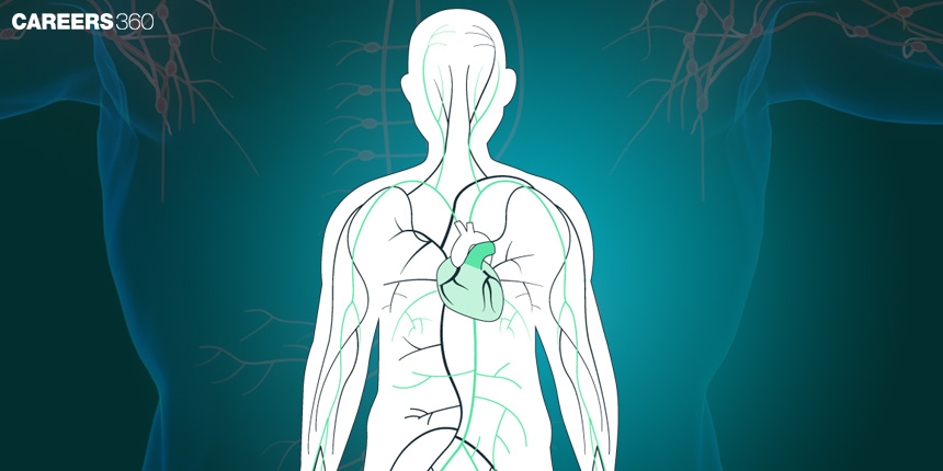 Composition And Function Of Lymph In Humans