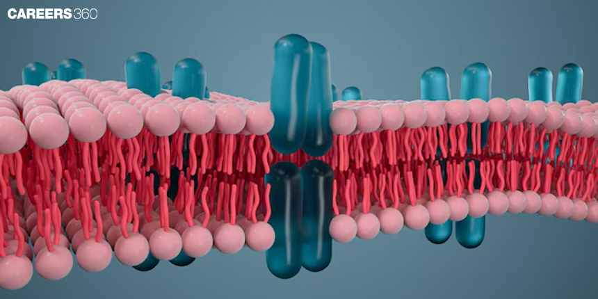 Cytoskeleton: Definition, Types, Examples, Diagram, Functions, Structure