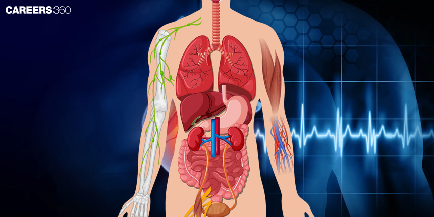 Disorders Of Circulatory System: Symptoms And Risk Factors