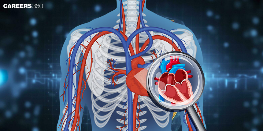 Double Circulation In Humans: Definition, Diagram, Flow Chart