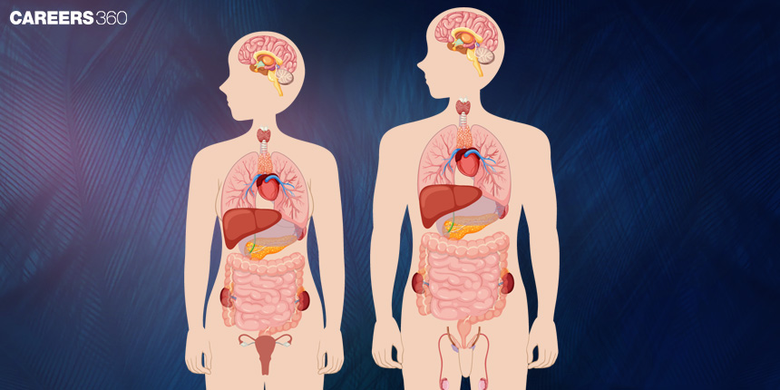 Human endocrine system - Functions & Overview