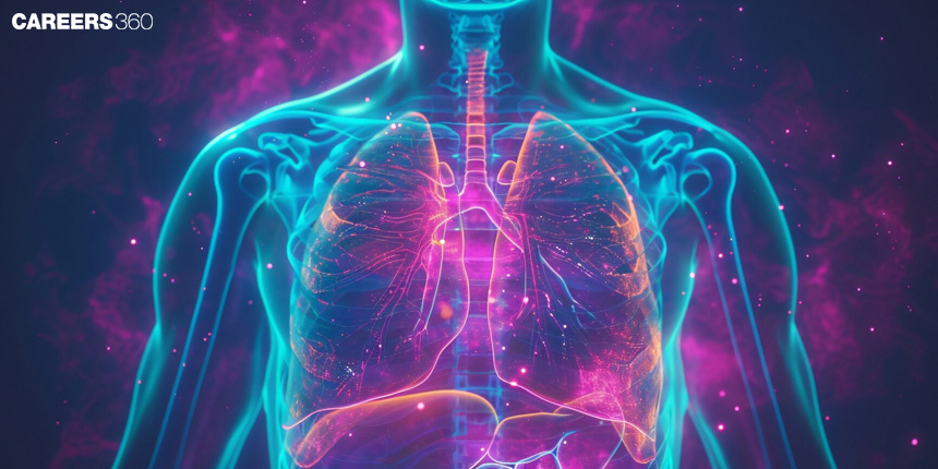 How Does The Circulatory System Work: Diagram, Steps, Function