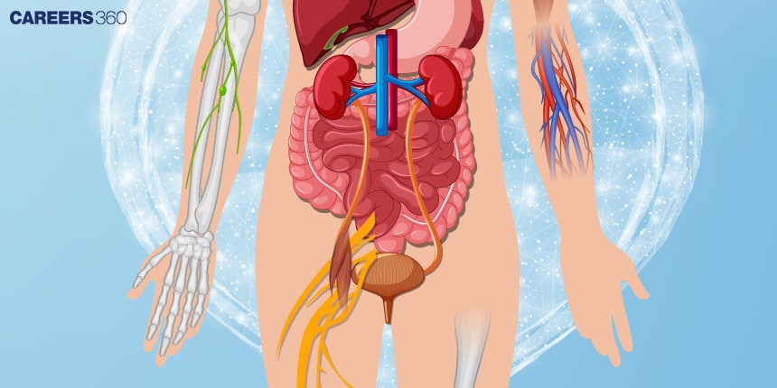 Human Excretory system: Definition, Diagram, Function