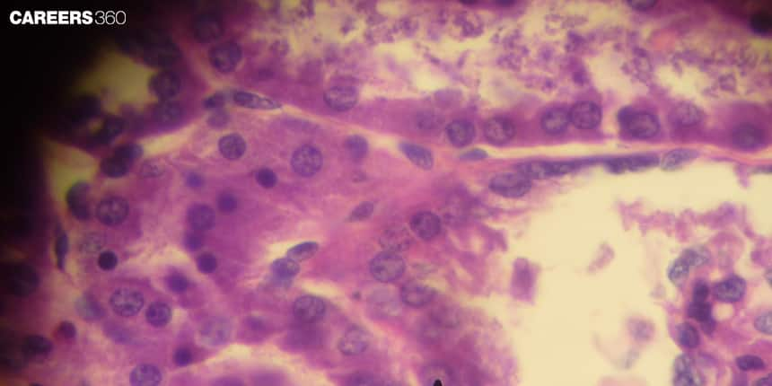 Juxtaglomerular Apparatus: Overview, Structure, Function