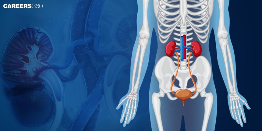 Kidney and Nephron – Diagram, Definition, Function, Structure, Facts