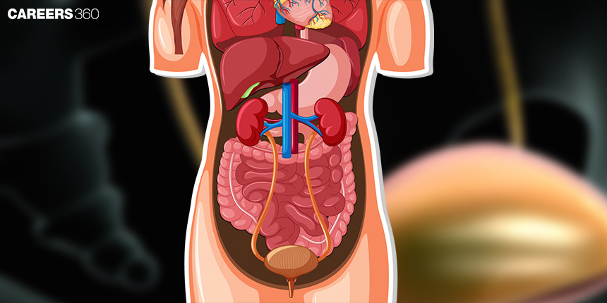 Micturition Reflex - Diagram and Process: Definition, Steps, Phases, Disorders