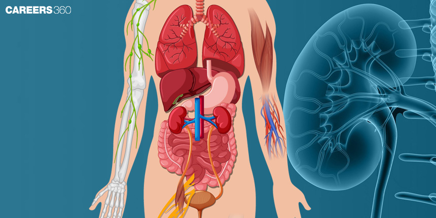 Nephron- Function Of Renal Tubules: Definition, Structure, Diagram, & Facts