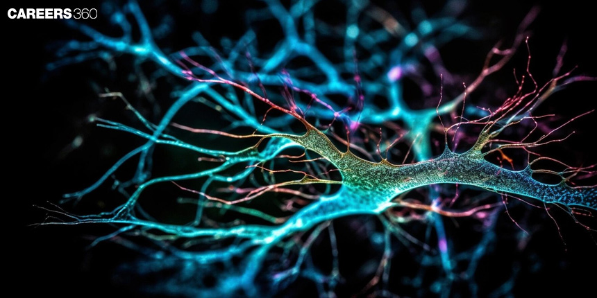 Nerve Impulse: Definition, Meaning, Diagram, Steps, Phases, Process