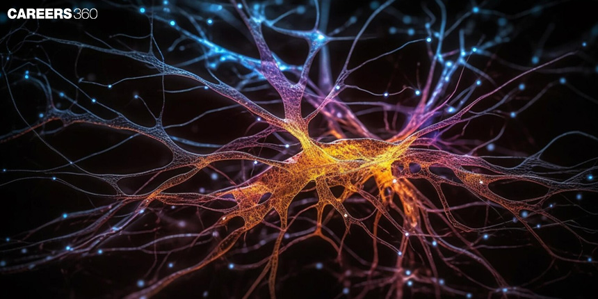 Neuron: Definition, Structure, Parts, Function, Diagrams