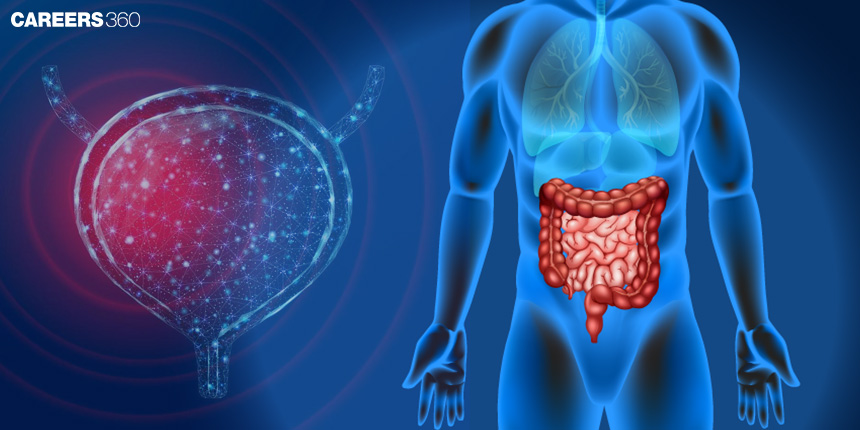 Parts of Human Excretory system: Organs, Functions, Diagrams