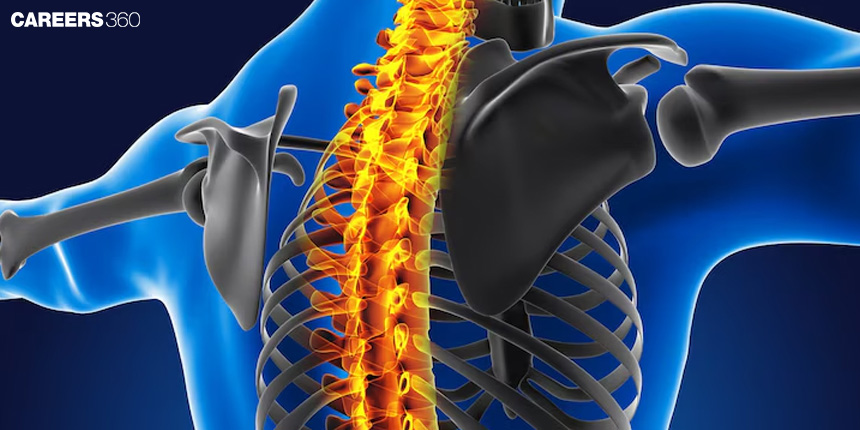 Pectoral Girdle: Description, Anatomy, Function, Diagram