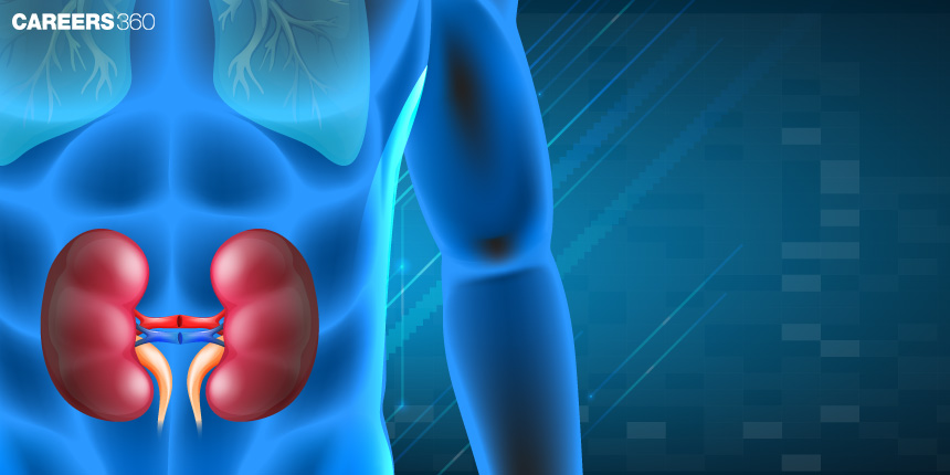 Regulation Of Kidney Function: Structure, Flow Chart, Regulation